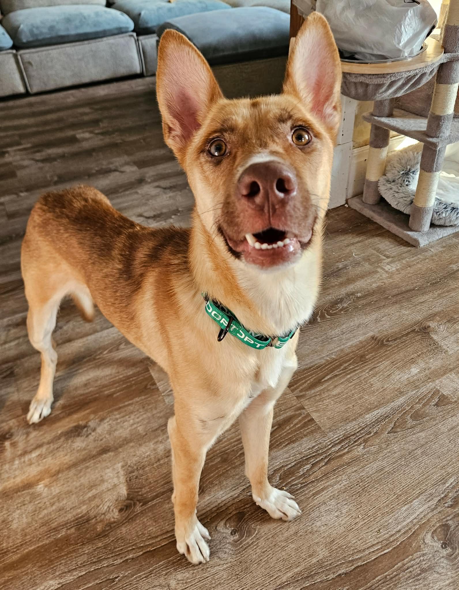 Enlarge Dune, an adopted mixed breed in China Township, MI image 6/6