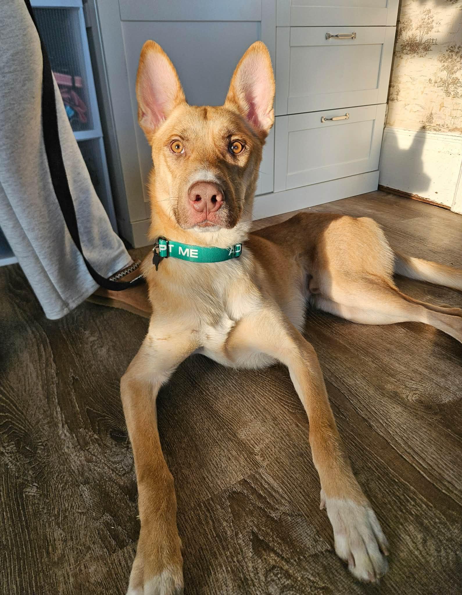 Dune, adopted, Young Male German Shepherd Dog.