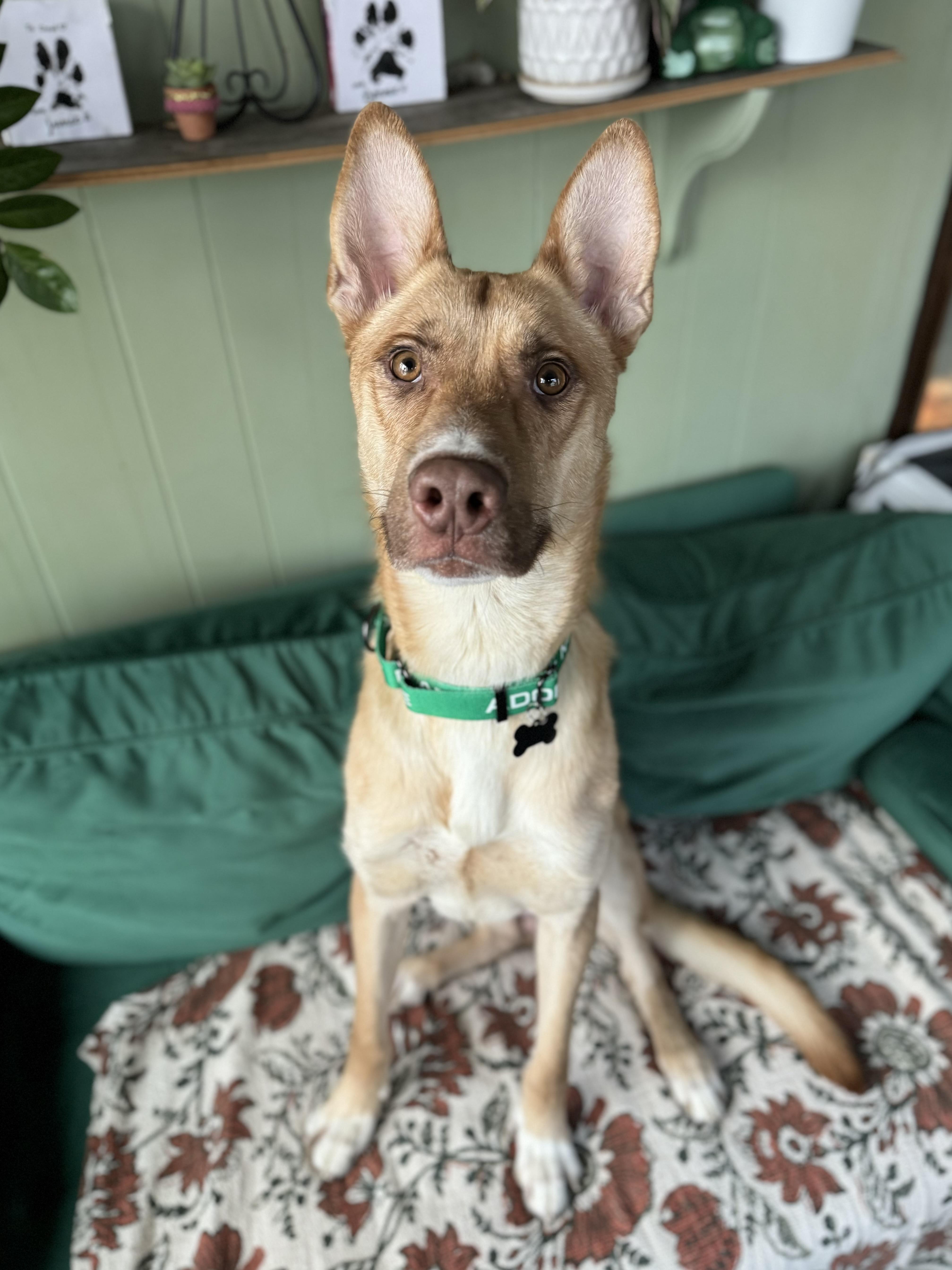 Enlarge Dune, an adopted mixed breed in China Township, MI image 5/6