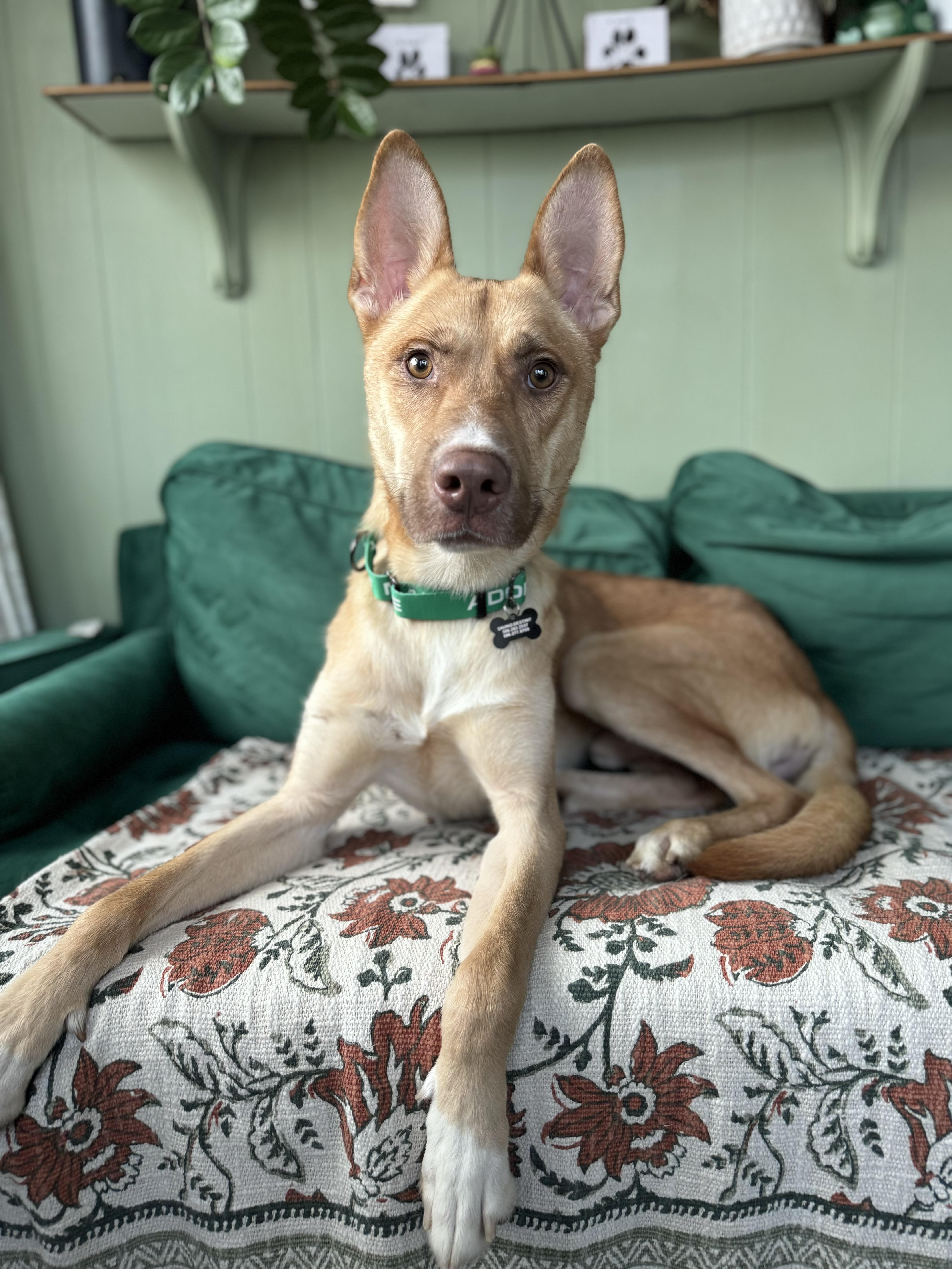 Enlarge Dune, an adopted mixed breed in China Township, MI image 2/6