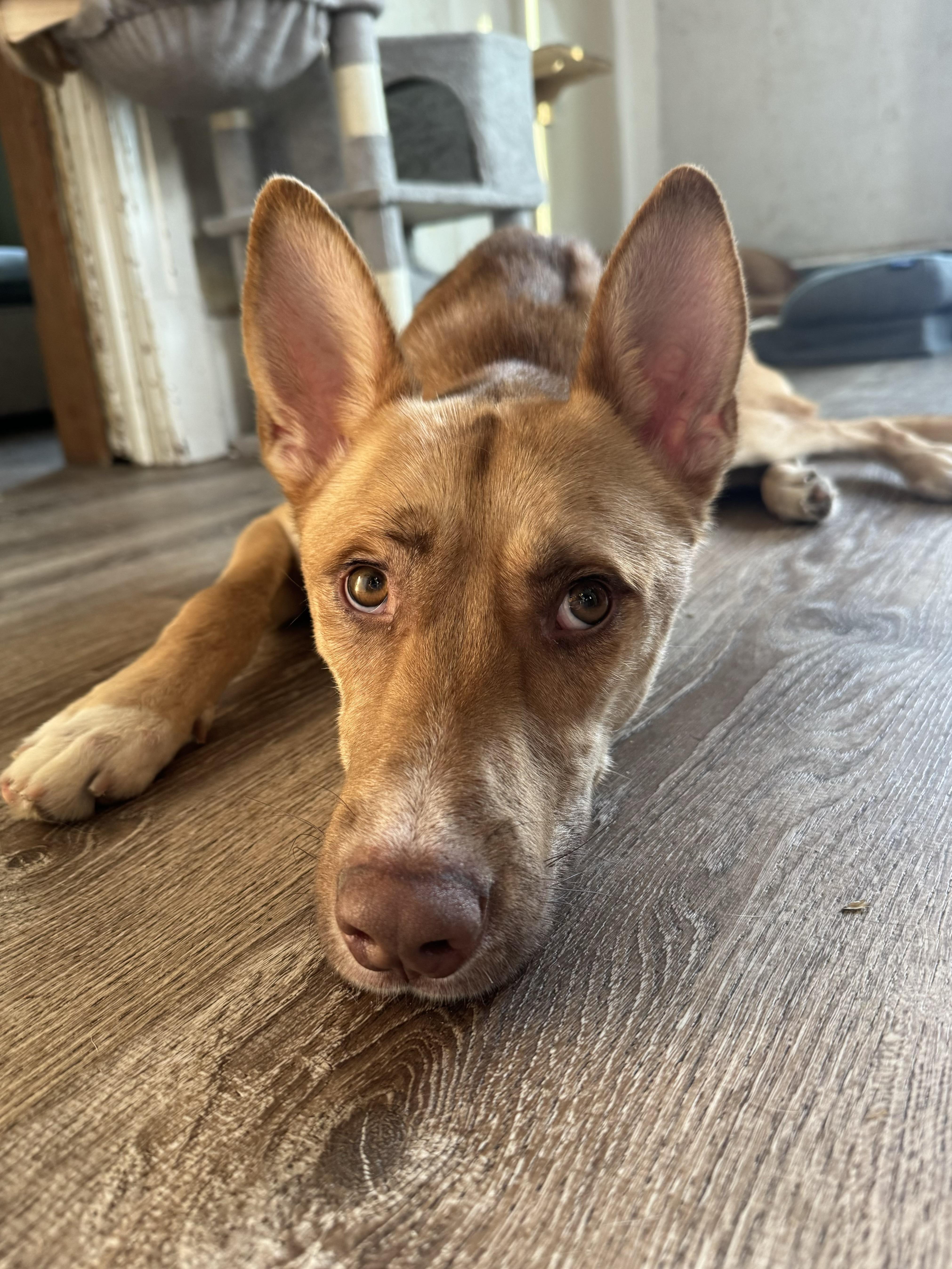 Enlarge Dune, an adopted mixed breed in China Township, MI image 3/6
