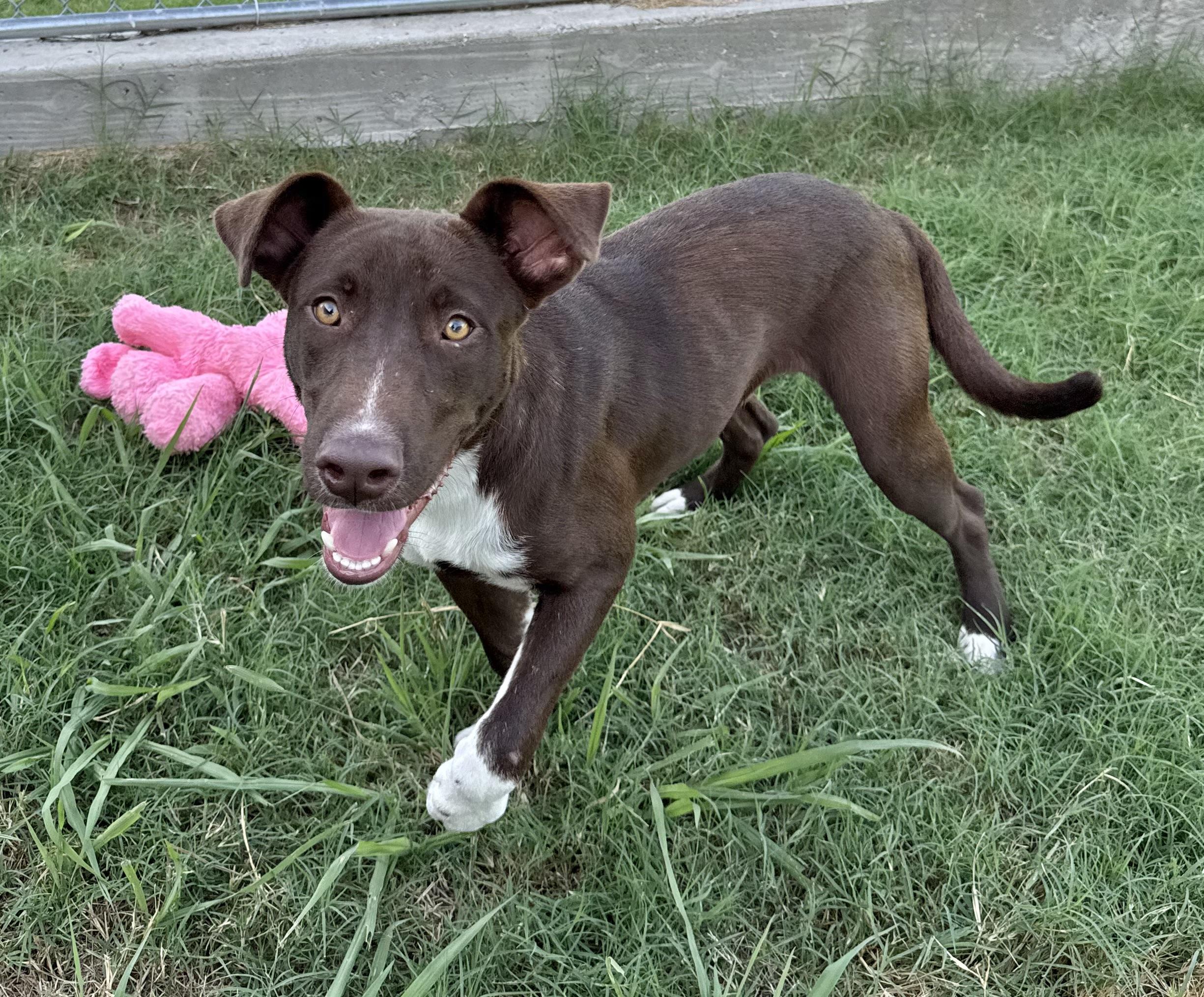 Enlarge George, a Adoptable mixed breed in Denver, CO image 3/4
