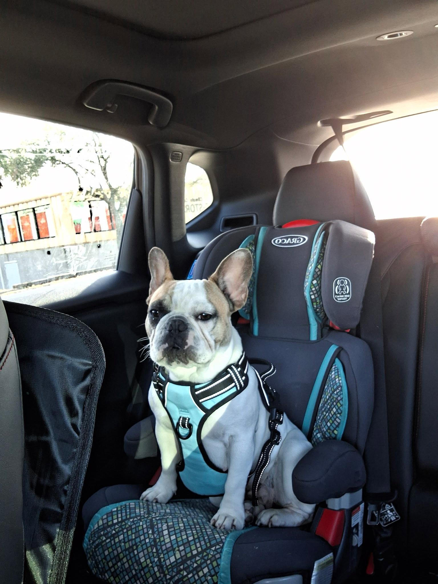 Enlarge Bailey French, a Adopted French Bulldog in Valrico, FL image 1/1