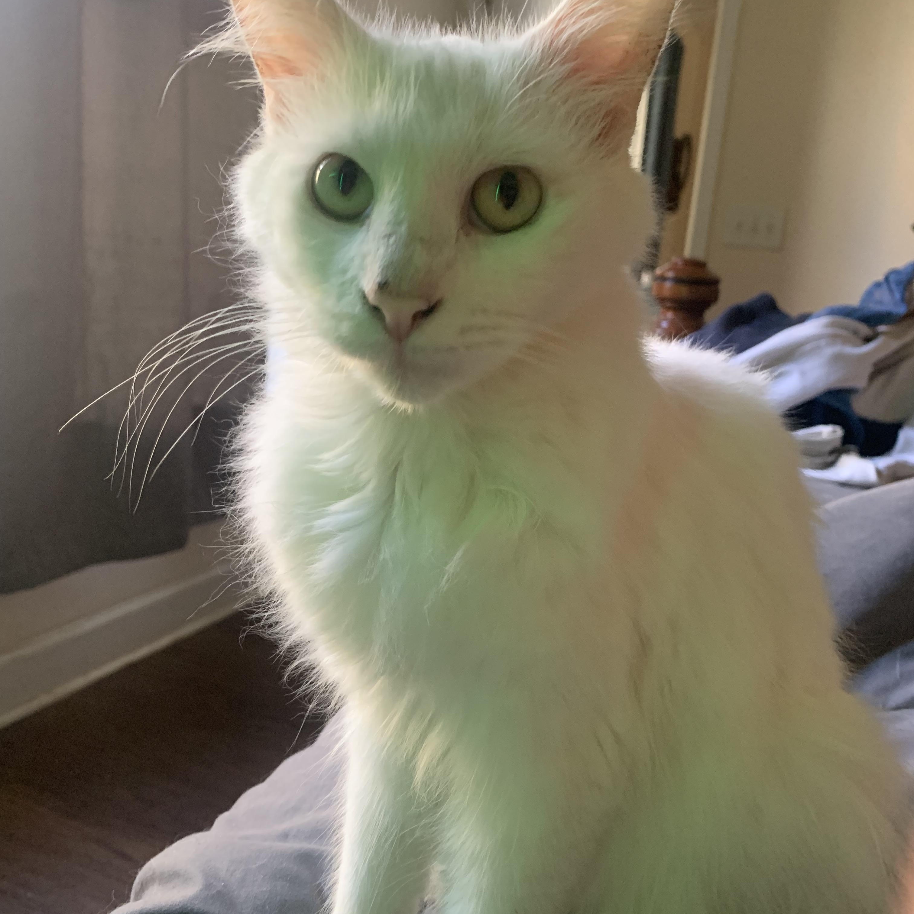 Humphrey, a Adoptable Domestic Long Hair in Little River, SC image 1/3