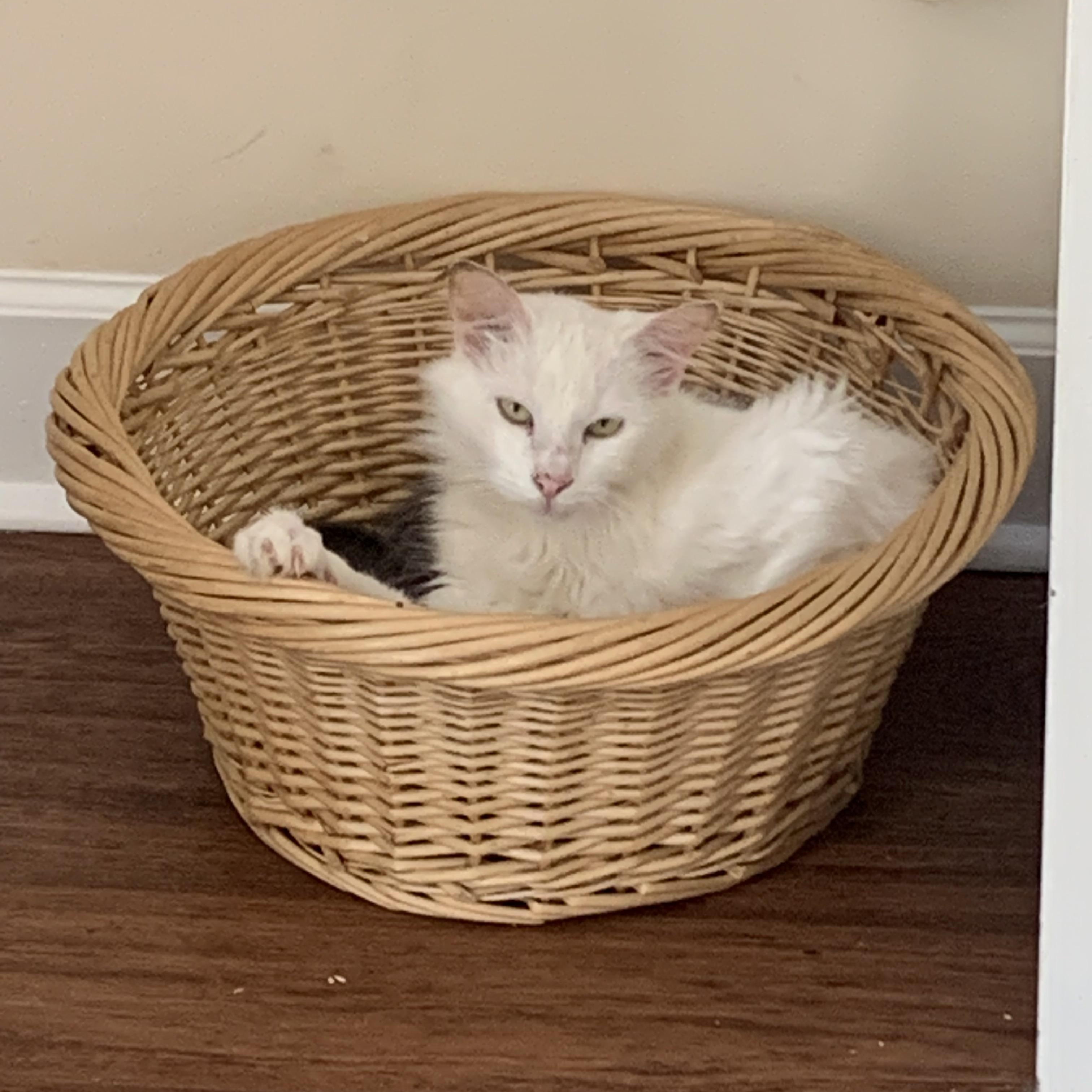 Humphrey, a Adoptable Domestic Long Hair in Little River, SC image 3/3