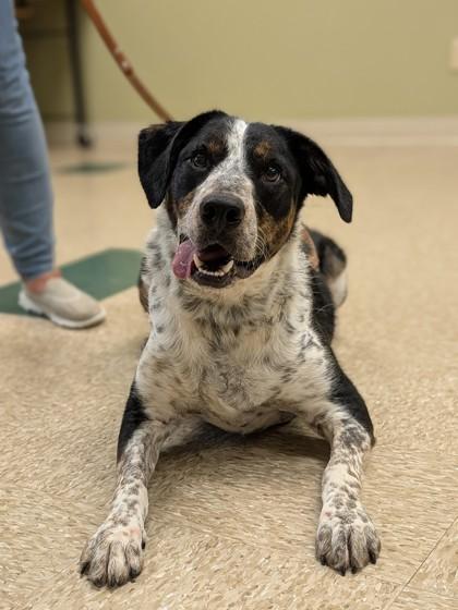 Enlarge Sam, a Adoptable mixed breed in Hastings, NE image 2/3