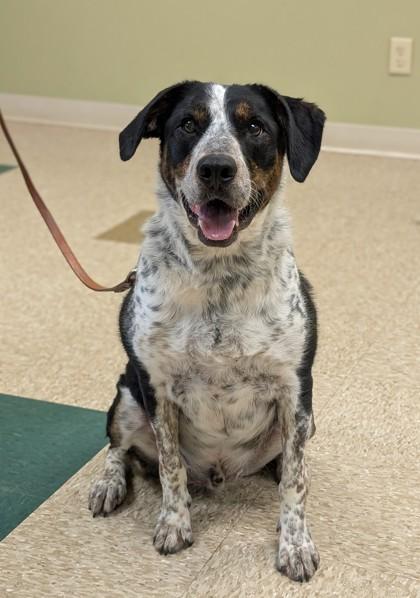 Enlarge Sam, a Adoptable mixed breed in Hastings, NE image 3/3