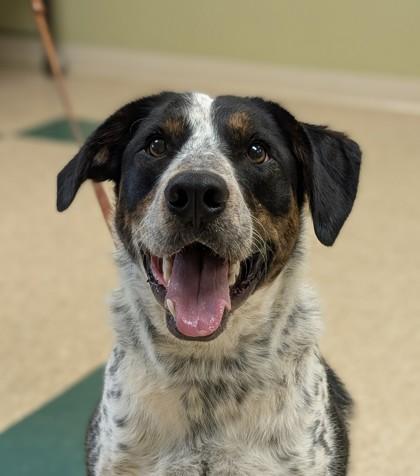 Sam, Adoptable, Adult Male Cattle Dog & Mixed Breed.