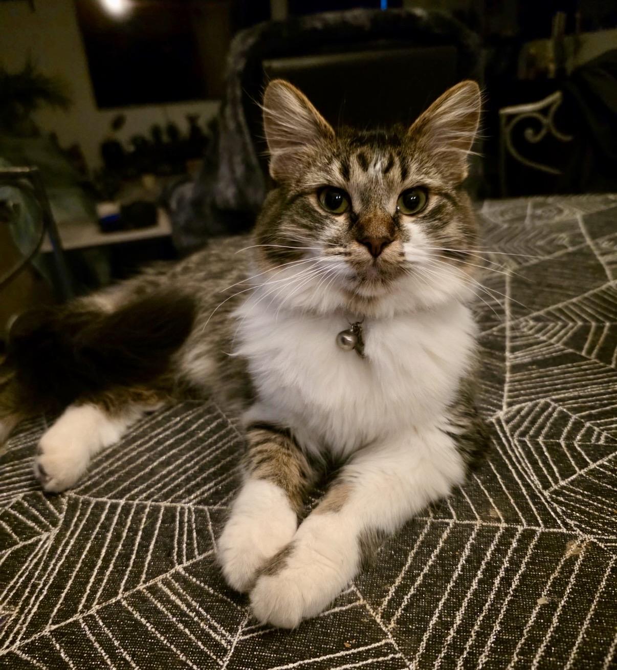 Stormy, a ADOPTABLE Domestic Long Hair in Chandler, AZ image 4/4