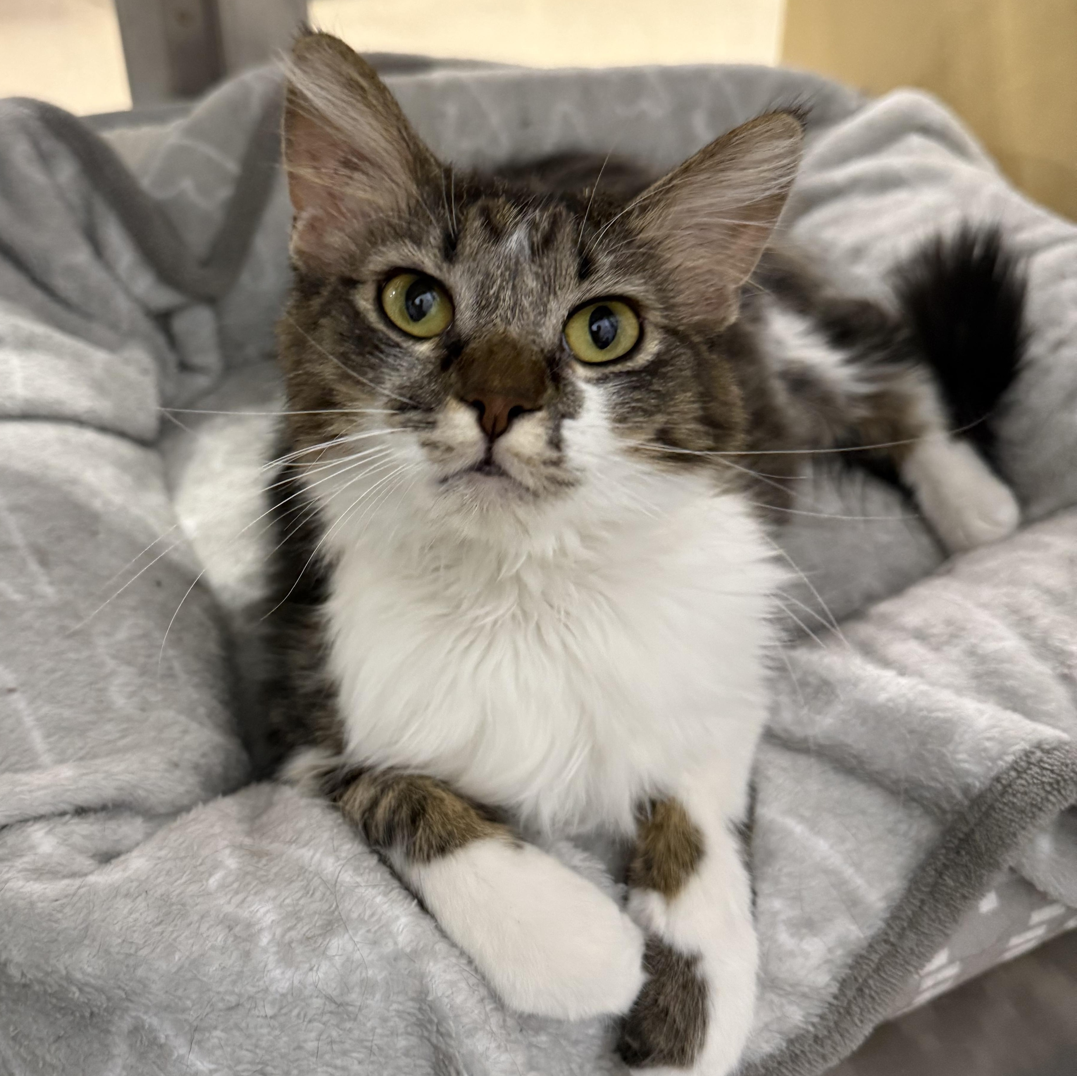 Stormy, ADOPTABLE, Kitten Female Domestic Long Hair.