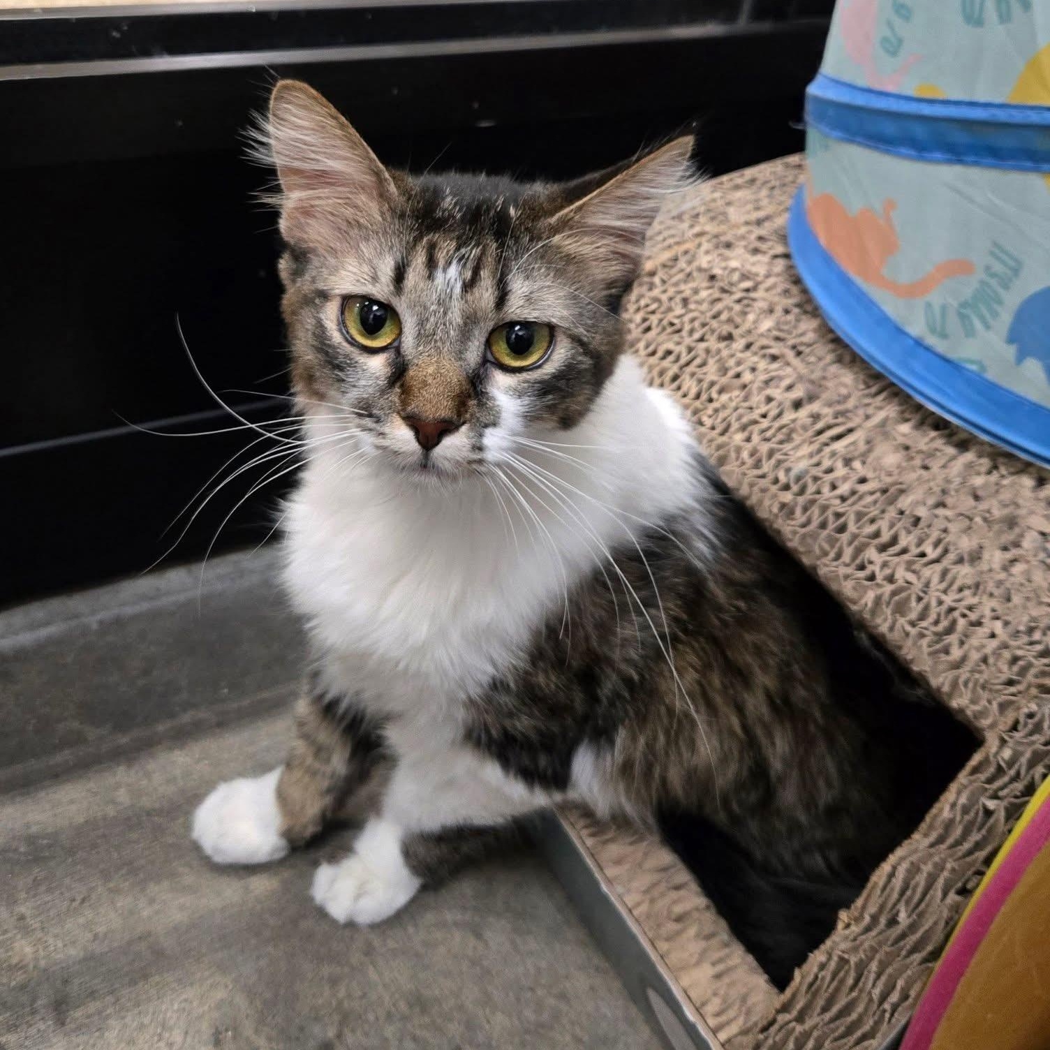 Stormy, a ADOPTABLE Domestic Long Hair in Chandler, AZ image 2/4
