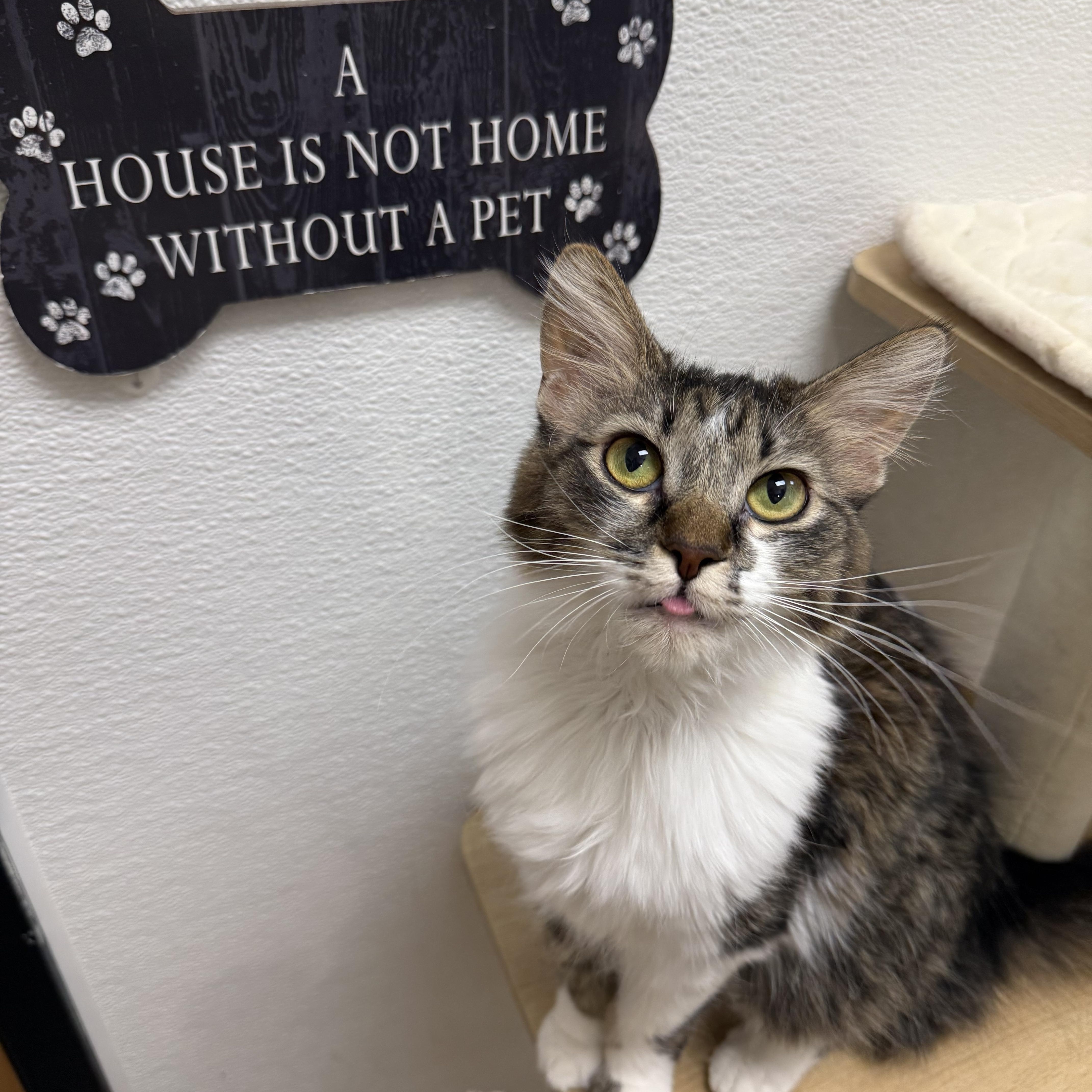 Stormy, a ADOPTABLE Domestic Long Hair in Chandler, AZ image 3/4