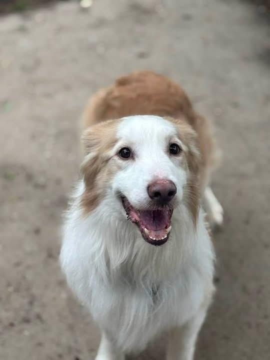 Sanders, Adoptable, Adult Male Australian Shepherd.