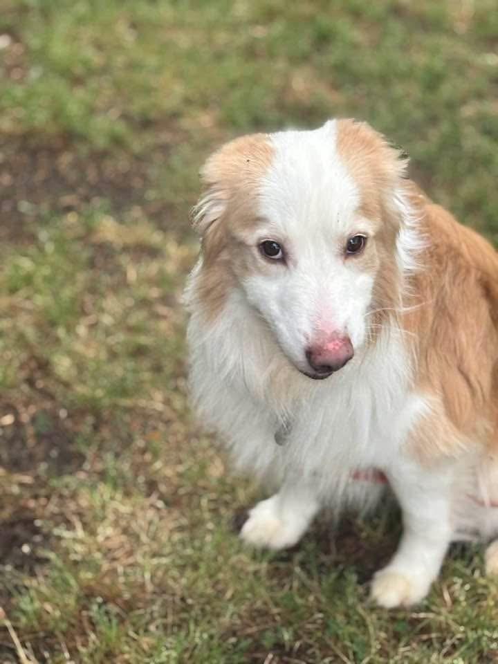 Enlarge Sanders, a Adoptable Australian Shepherd in Dacula, GA image 2/4