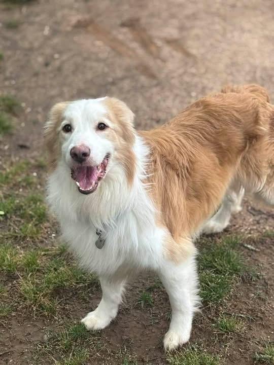 Enlarge Sanders, a Adoptable Australian Shepherd in Dacula, GA image 3/4