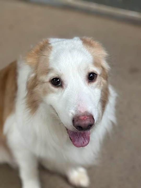 Enlarge Sanders, a Adoptable Australian Shepherd in Dacula, GA image 4/4
