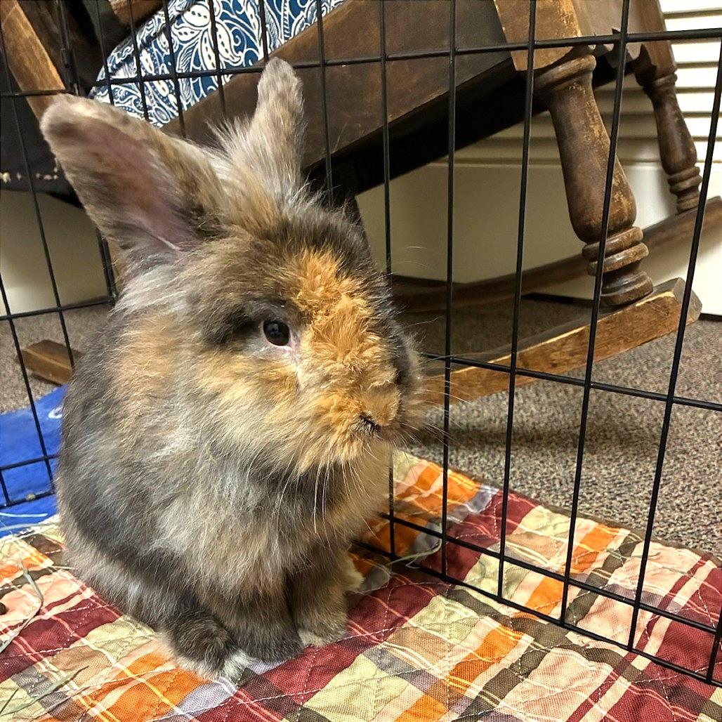 Jaime, Adoptable, Adult Male Bunny Rabbit.