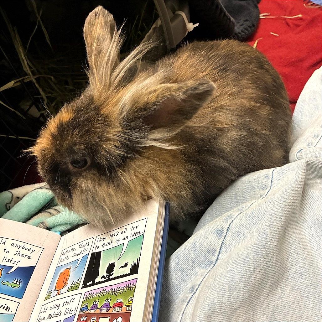 Jaime, a Adoptable Bunny Rabbit in Murray, UT image 2/4