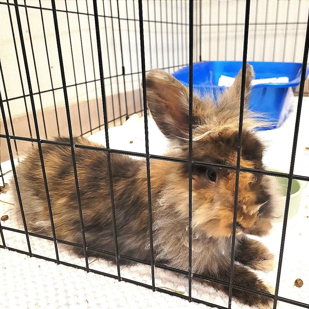 Jaime, a Adoptable Bunny Rabbit in Murray, UT image 3/4