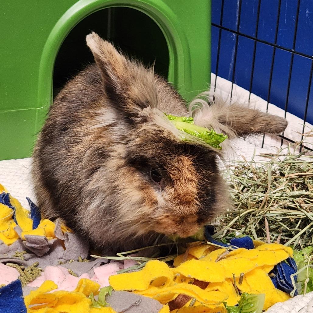 Jaime, a Adoptable Bunny Rabbit in Murray, UT image 4/4