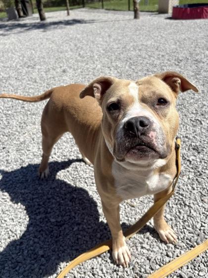 Enlarge Hawaiian Sweet Roll, a Adoptable mixed breed in Cincinnati, OH image 1/3