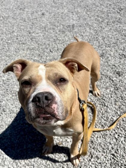 Enlarge Hawaiian Sweet Roll, a Adoptable mixed breed in Cincinnati, OH image 2/3
