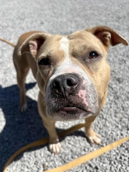 Enlarge Hawaiian Sweet Roll, a Adoptable mixed breed in Cincinnati, OH image 3/3
