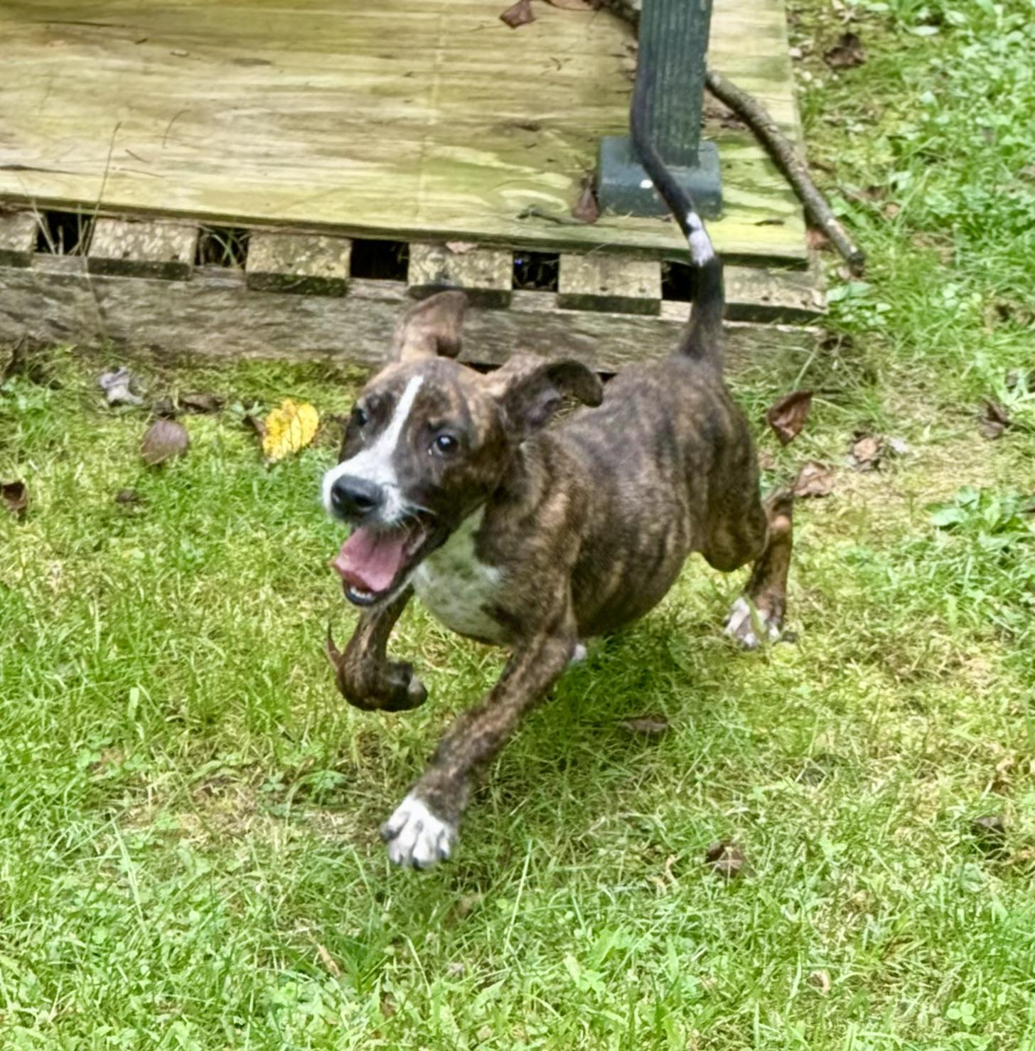 Enlarge Lucas, a ADOPTABLE mixed breed in Sparta, NC image 1/5