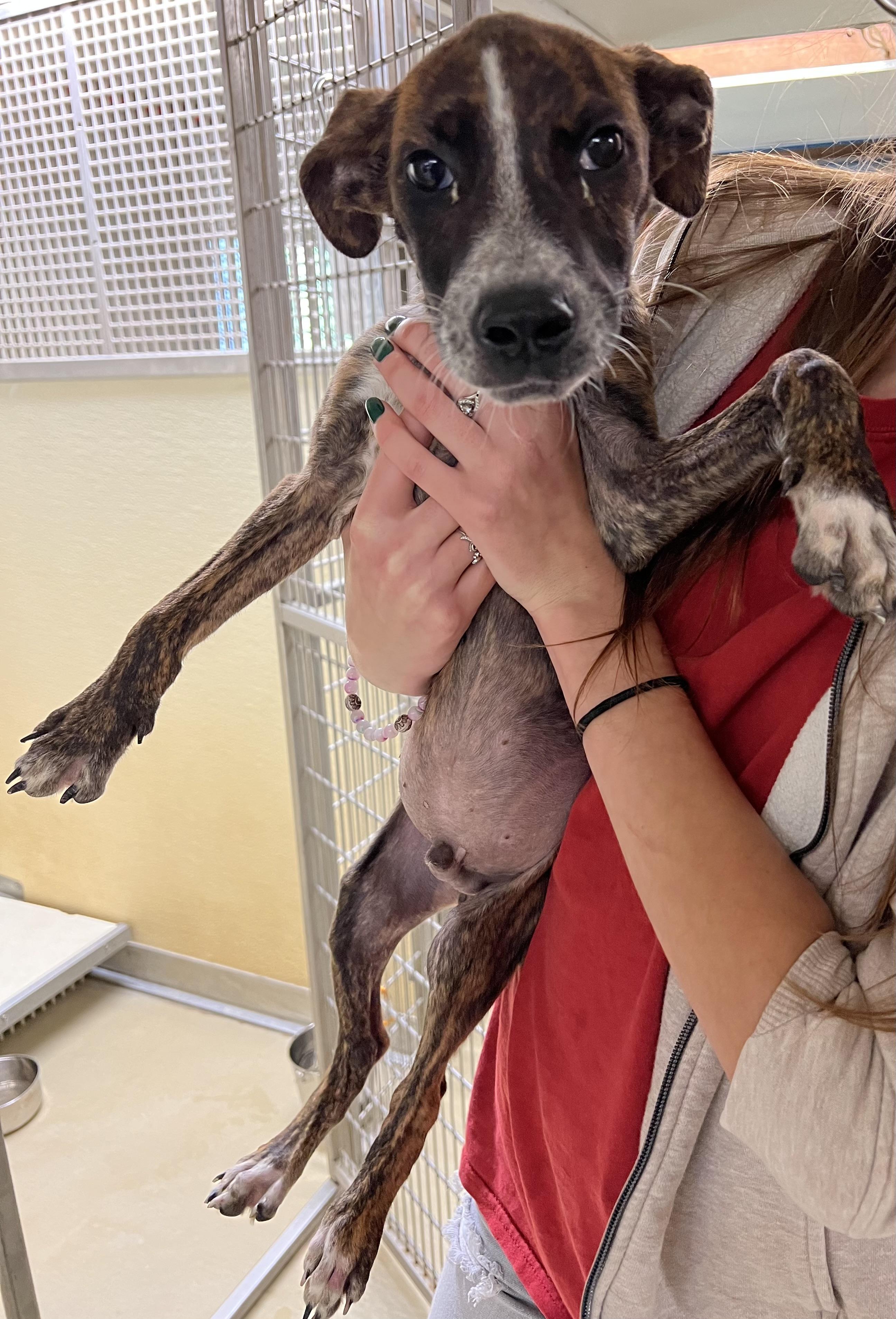 Enlarge Lucas, a ADOPTABLE mixed breed in Sparta, NC image 3/5