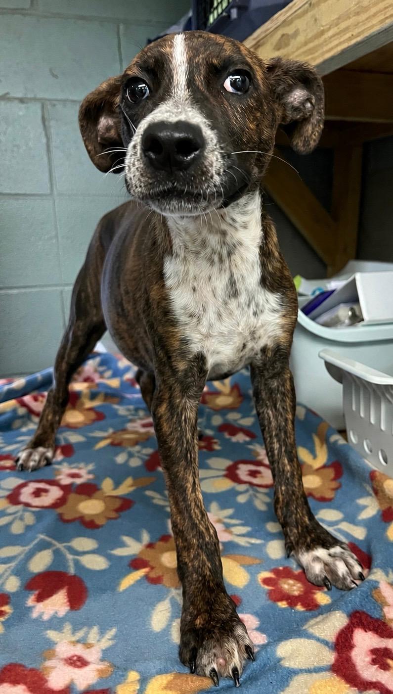 Enlarge Lucas, a ADOPTABLE mixed breed in Sparta, NC image 2/5