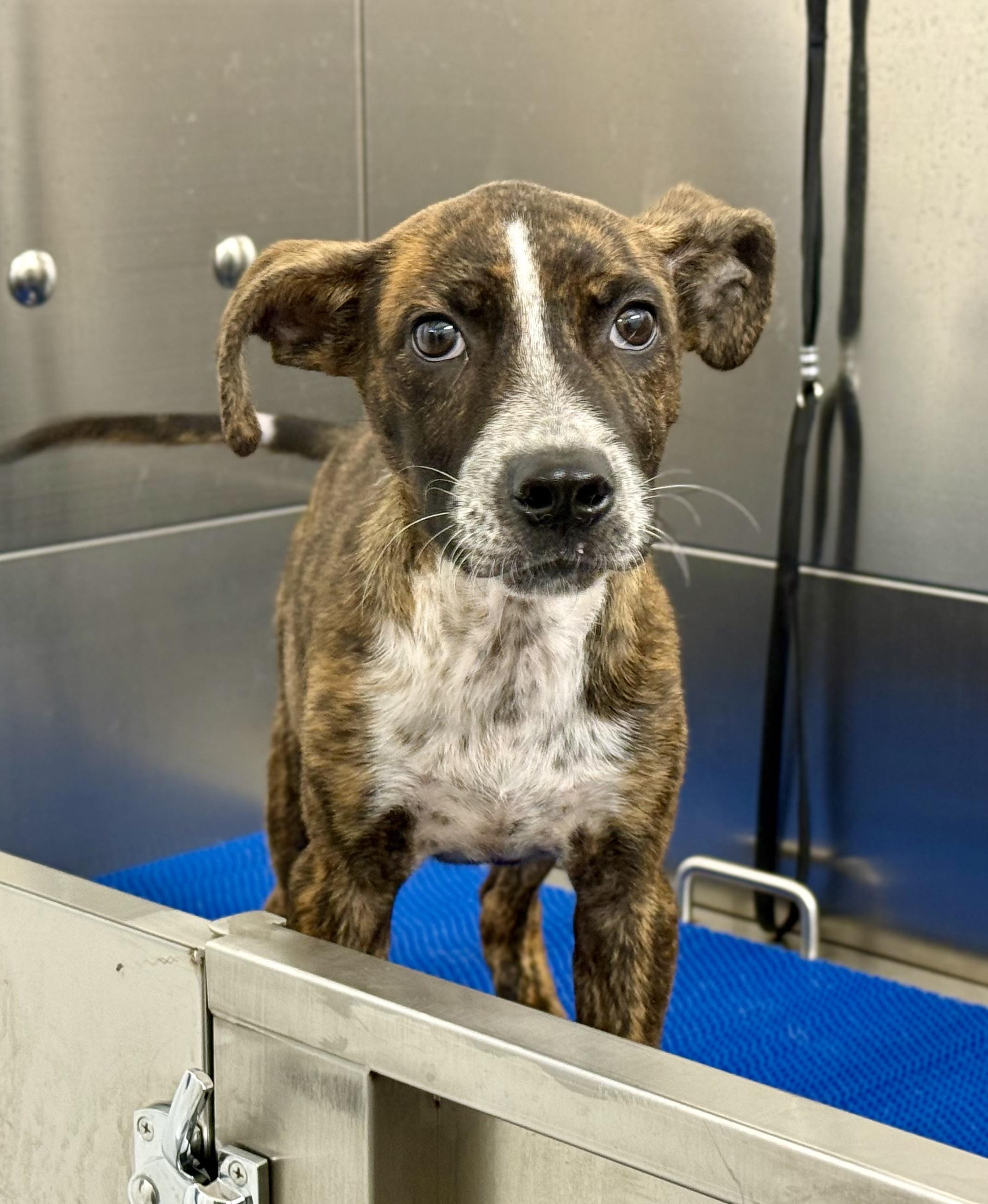 Enlarge Lucas, a ADOPTABLE mixed breed in Sparta, NC image 4/5