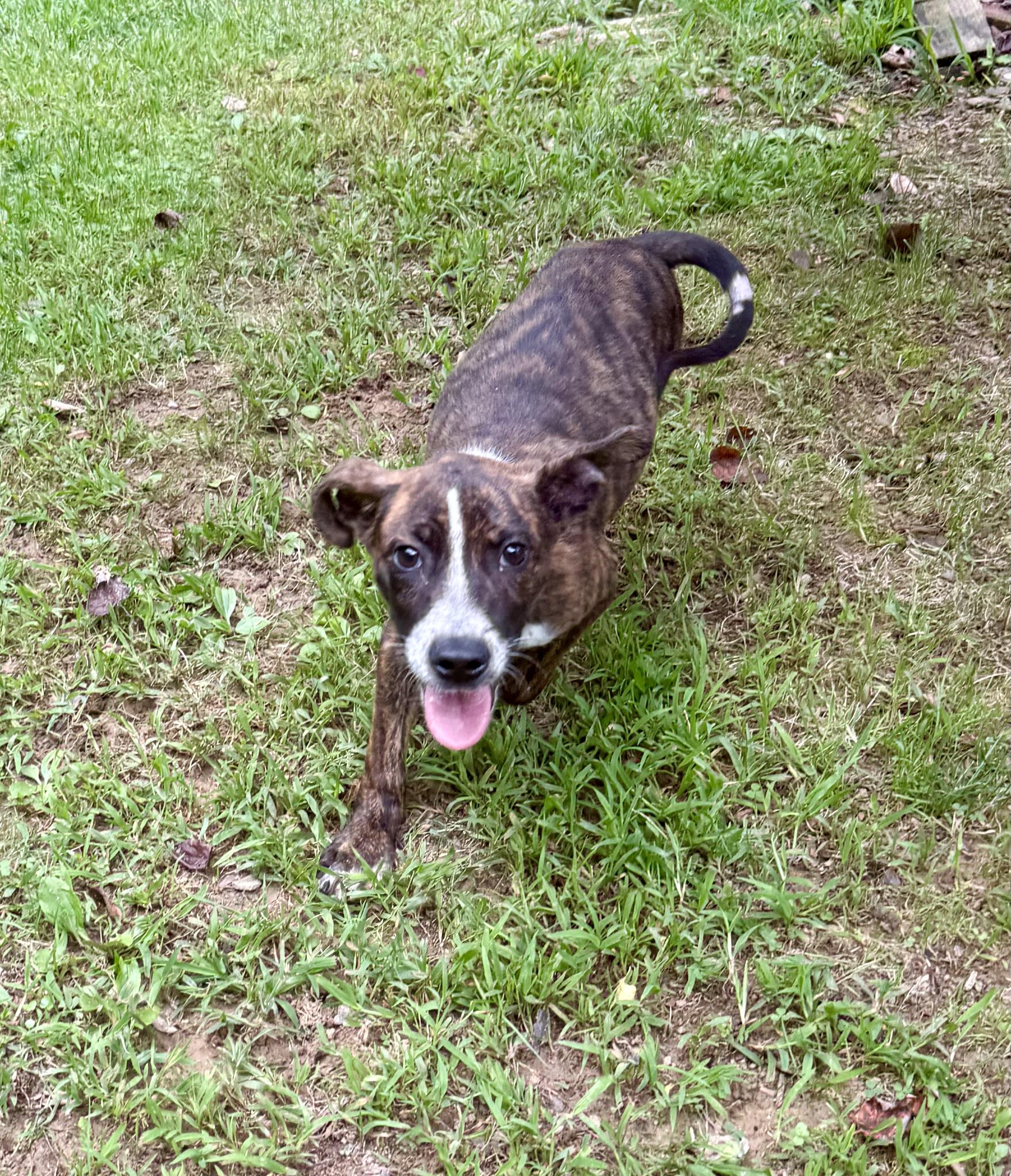 Enlarge Lucas, a ADOPTABLE mixed breed in Sparta, NC image 5/5