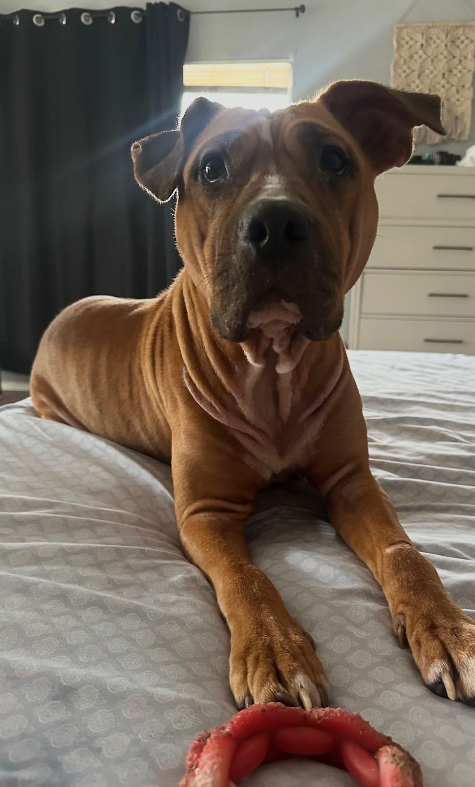 Enlarge Ellie, a Adoptable mixed breed in Irving, TX image 6/6