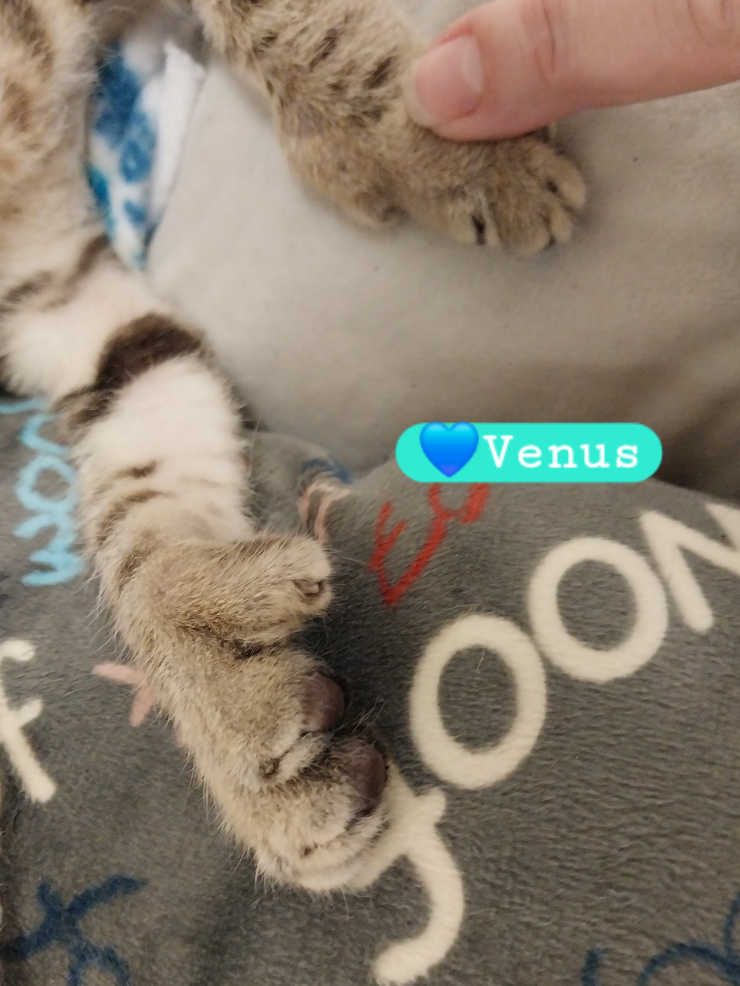 Cat for adoption Venus, an ExtraToes Cat / Hemingway