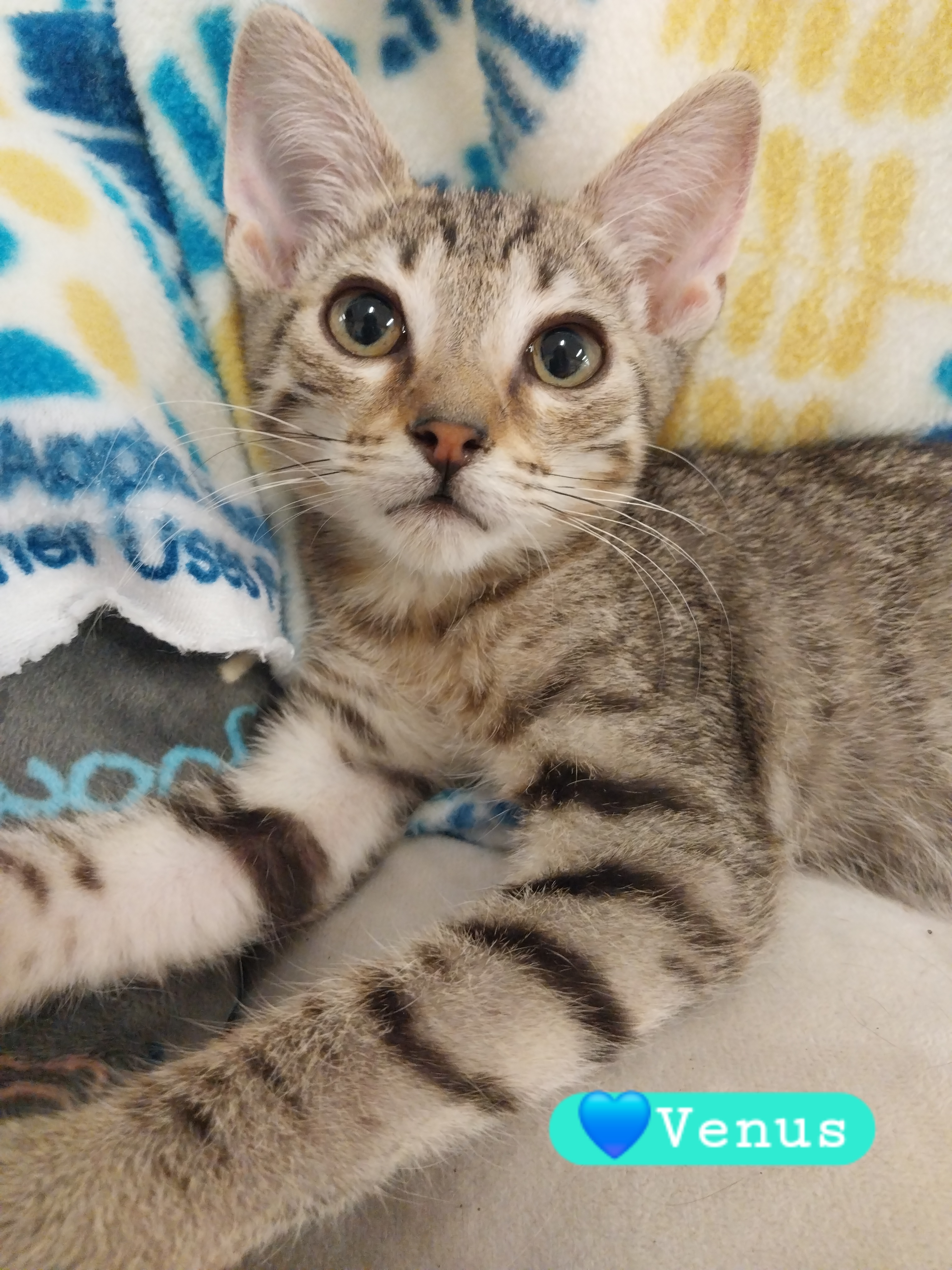 Cat for adoption Venus, an ExtraToes Cat / Hemingway