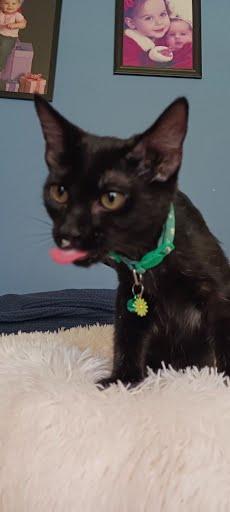 Enlarge Dahlia, a Adoptable Domestic Short Hair in Oxford, PA image 2/4