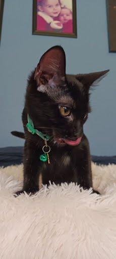 Enlarge Dahlia, a Adoptable Domestic Short Hair in Oxford, PA image 3/4