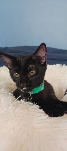 Enlarge Dahlia, a Adoptable Domestic Short Hair in Oxford, PA image 4/4