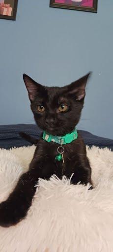Enlarge Dahlia, a Adoptable Domestic Short Hair in Oxford, PA image 1/4