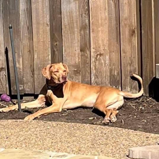 Enlarge Wyatt, a Adoptable mixed breed in Dallas, TX image 2/5