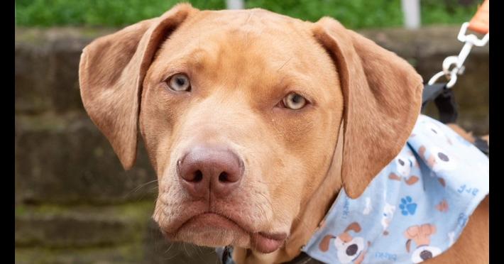 Enlarge Wyatt, a Adoptable mixed breed in Dallas, TX image 3/5