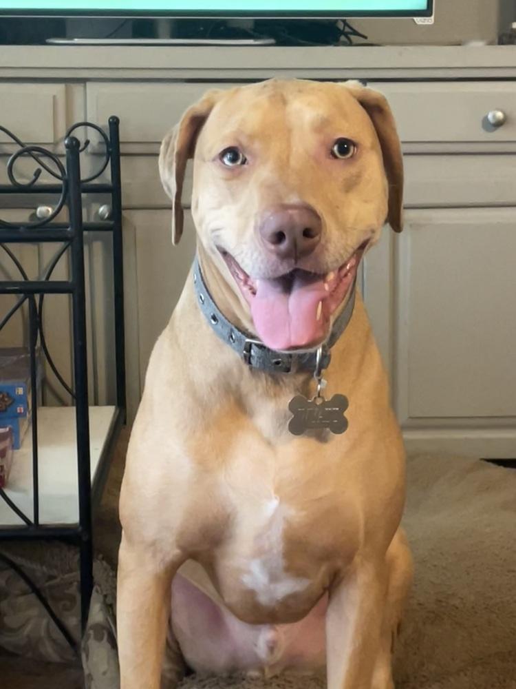 Enlarge Wyatt, a Adoptable mixed breed in Dallas, TX image 4/5