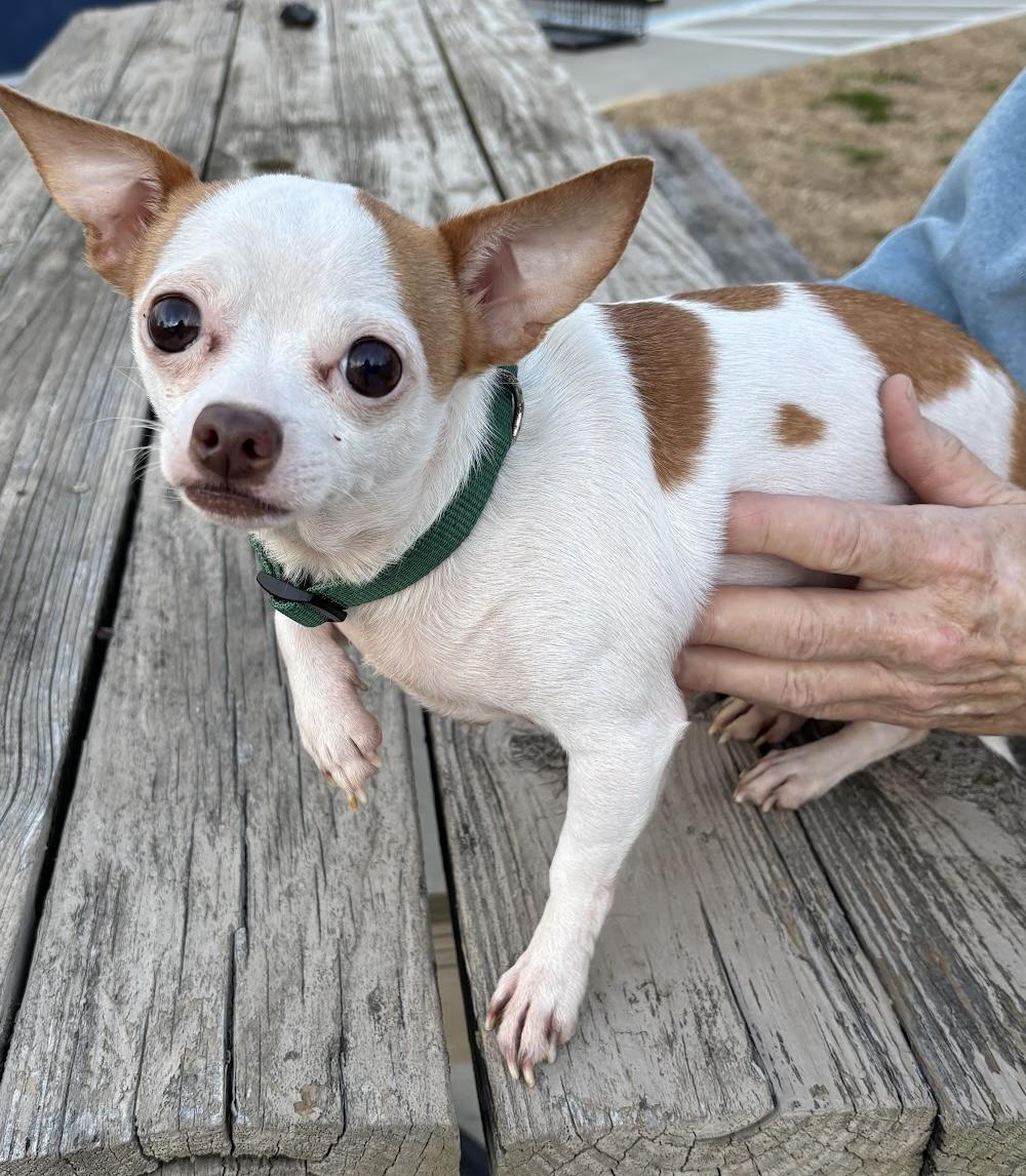 Carbonar, adopted, Adult Male Chihuahua.