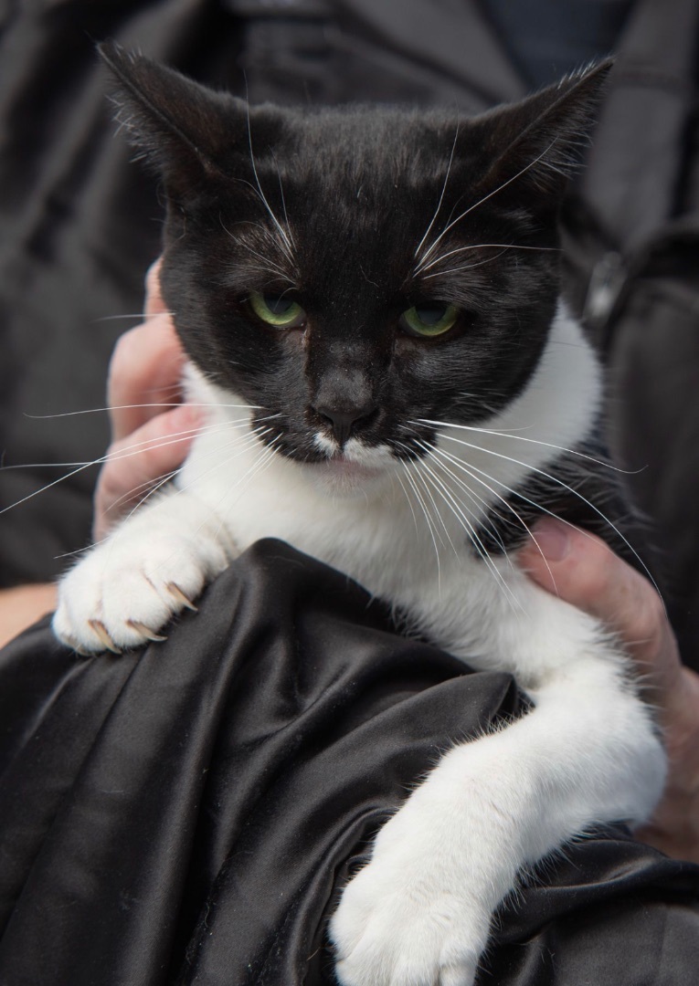 Stephanie, an adoptable Domestic Short Hair in Log Lane Village, CO_image-1