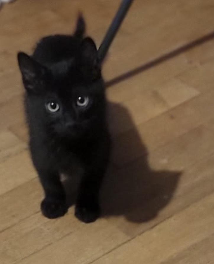 Siris, Adoptable, Kitten Male Domestic Short Hair.