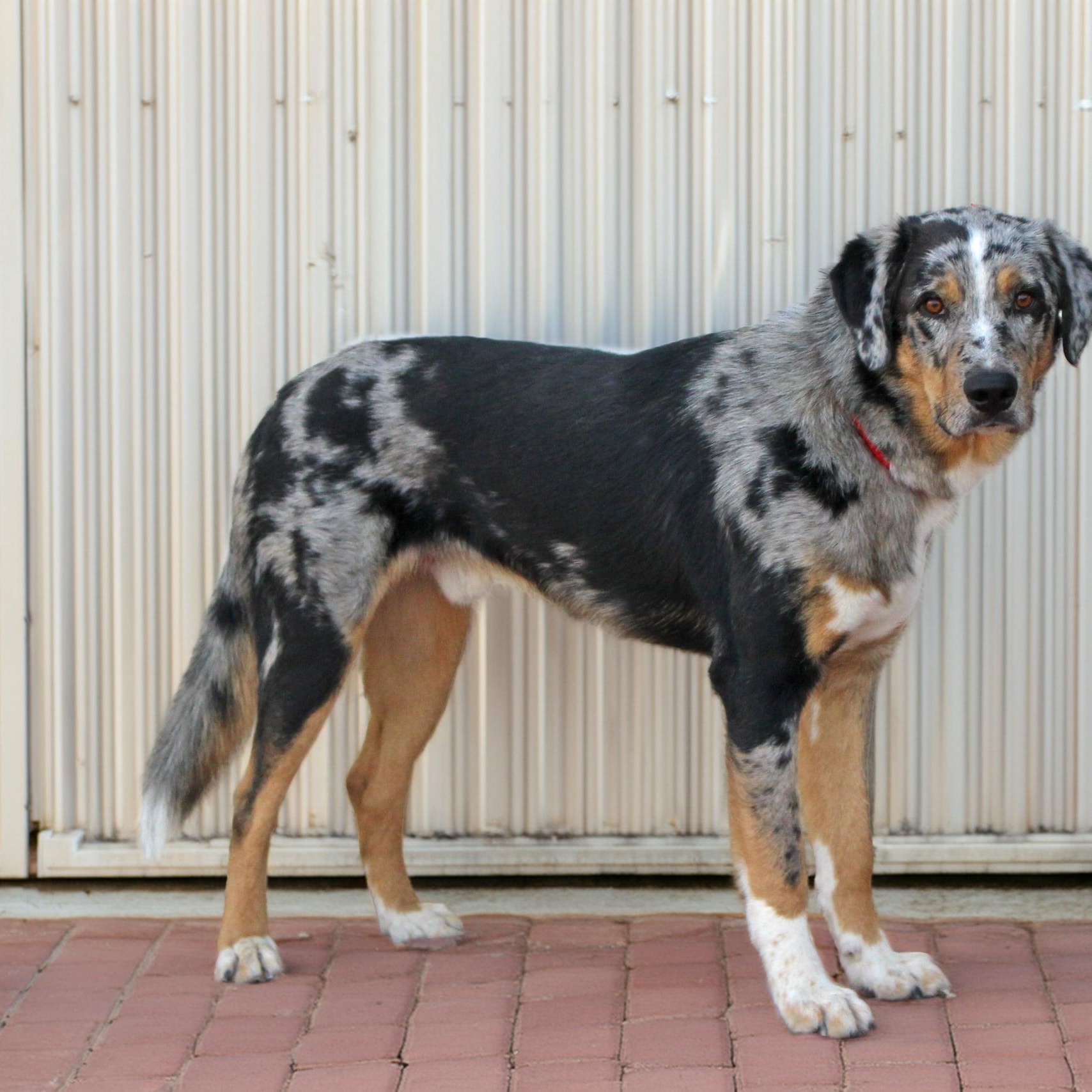 Enlarge Gage, a Adopted mixed breed in Rome, NY image 2/3