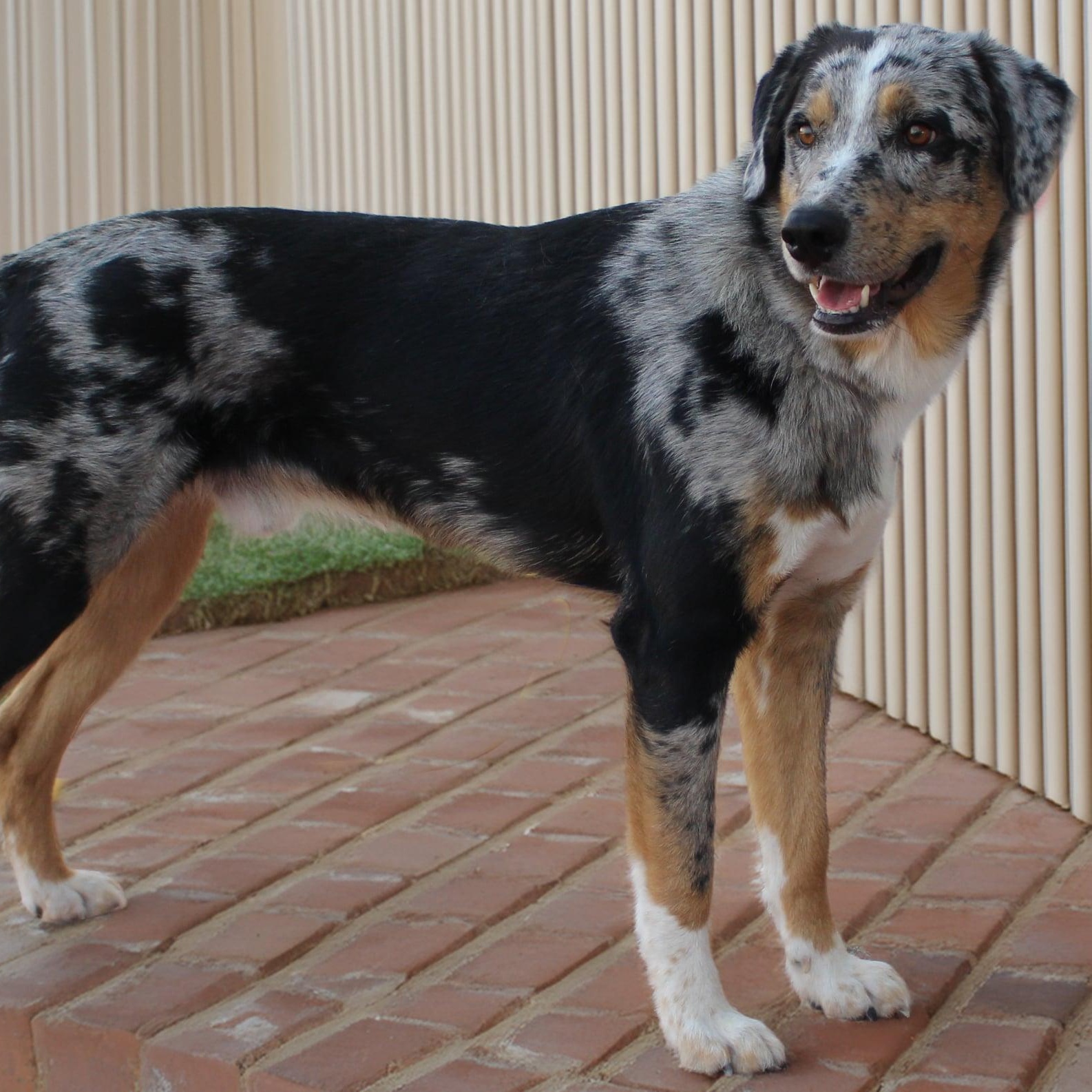 Gage, Adopted, Young Male Catahoula Leopard Dog & Australian Shepherd.
