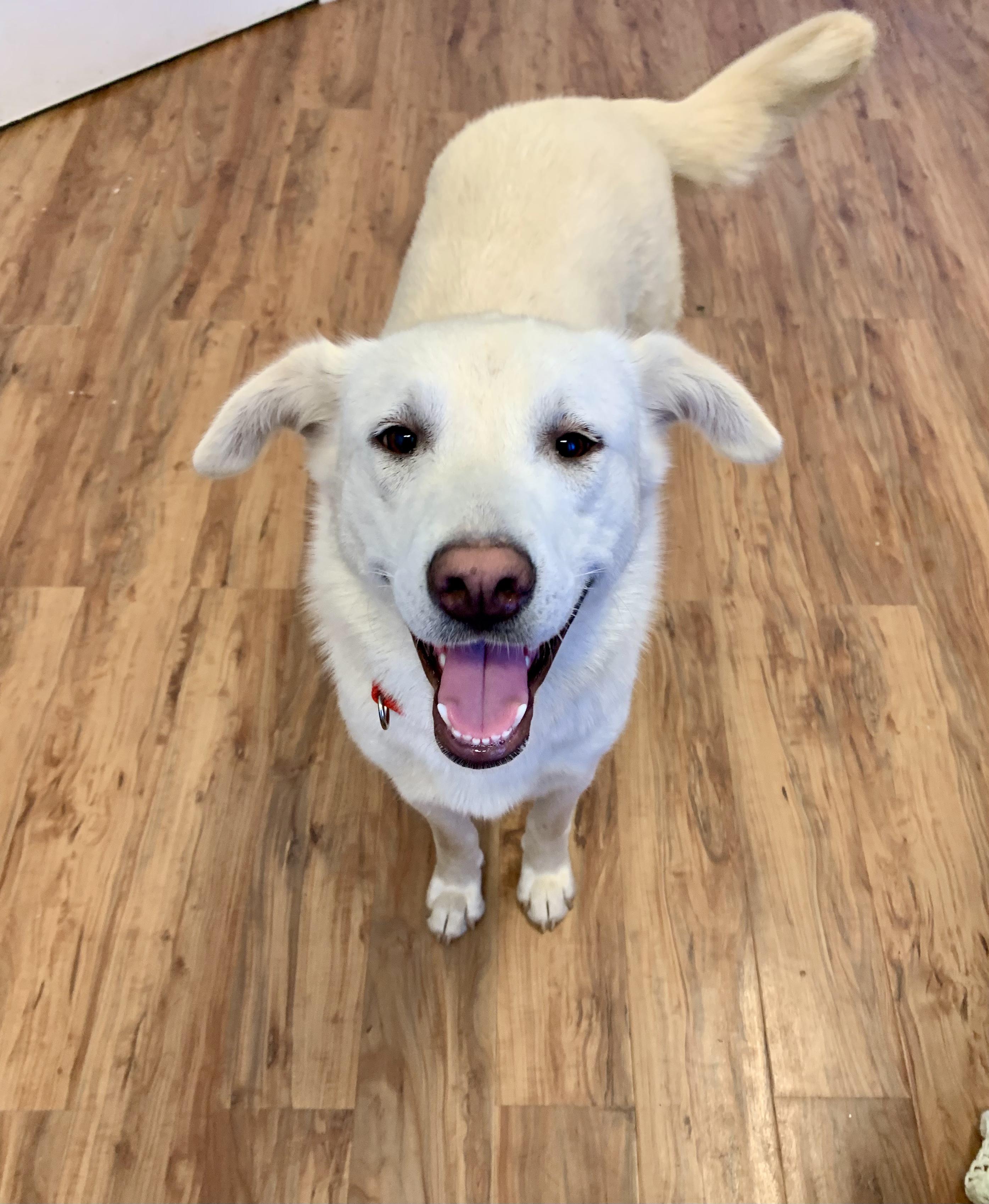 Enlarge Stella, a ADOPTABLE mixed breed in Grass Valley, CA image 6/6