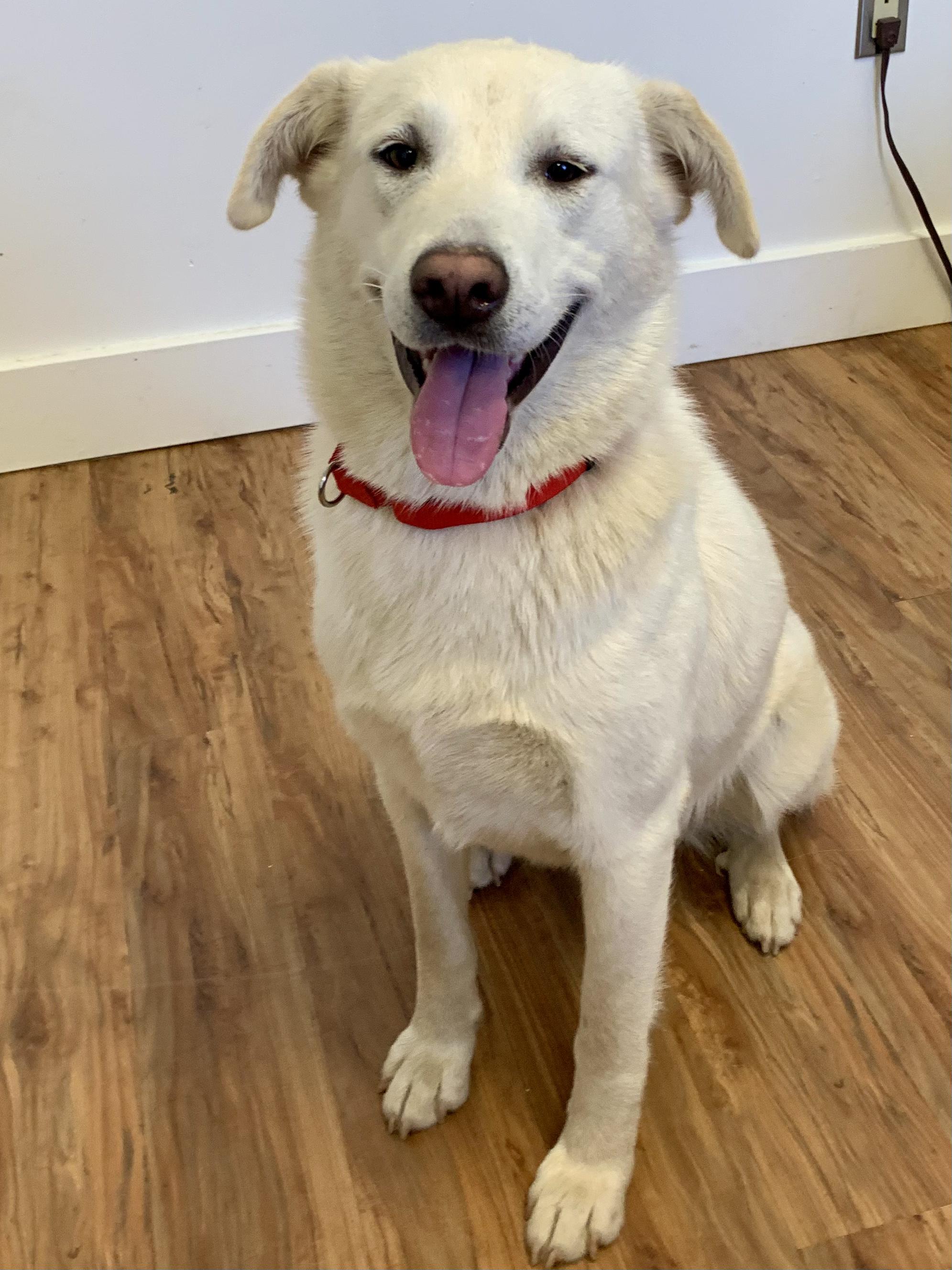 Enlarge Stella, a ADOPTABLE mixed breed in Grass Valley, CA image 4/6