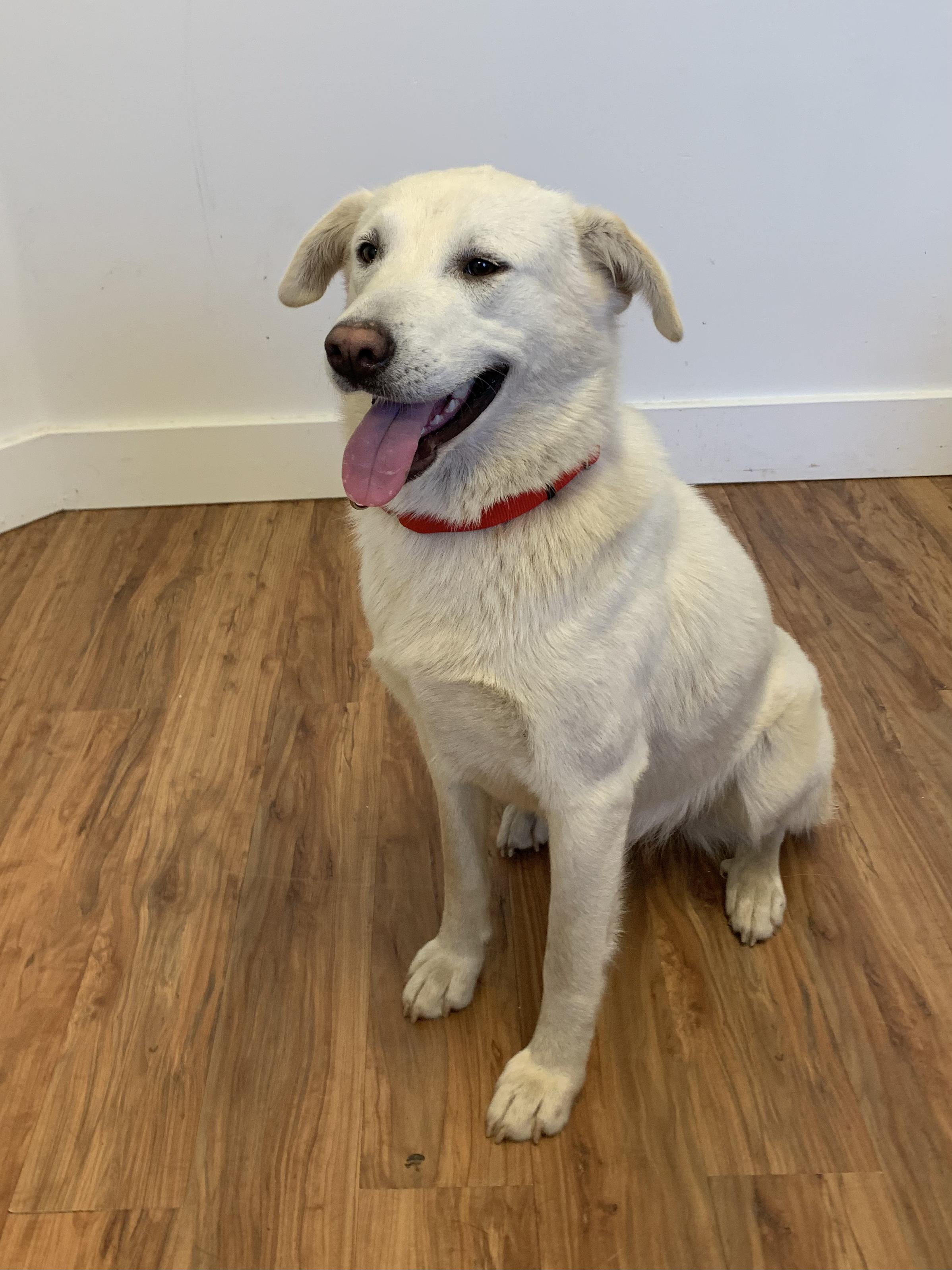 Enlarge Stella, a ADOPTABLE mixed breed in Grass Valley, CA image 5/6